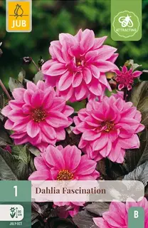 Dahlia Fascination 1st