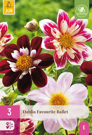 Dahlia Favourite Ballet 3st