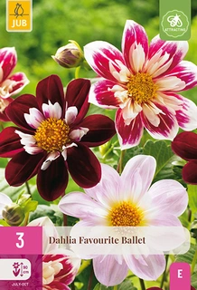 Dahlia Favourite Ballet 3st
