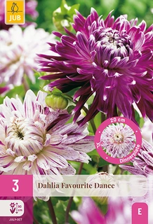 Dahlia Favourite Dance 3st