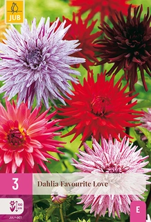 Dahlia Favourite Love 3st