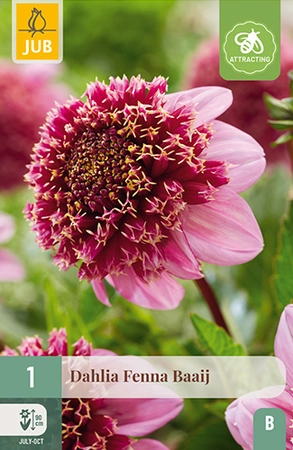 Dahlia Fenna Baaij 1st