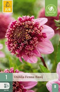 Dahlia Fenna Baaij 1st