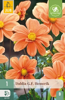 Dahlia G.f. Hemerik 1st