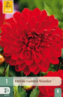 Dahlia Garden Wonder 1st