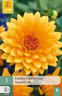 Dahlia Glorie Van Noordwijk 1st