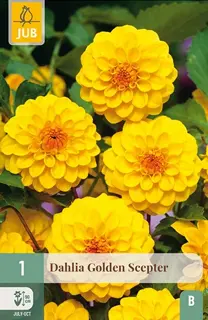 Dahlia Golden Scepter 1st