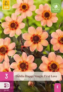 Dahlia Happy Single First Love 3st