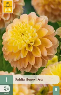 Dahlia Honey Dew 1st