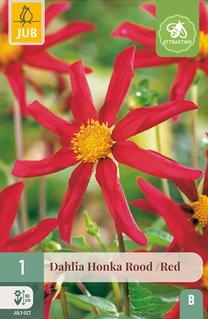Dahlia Honka Rood 1st