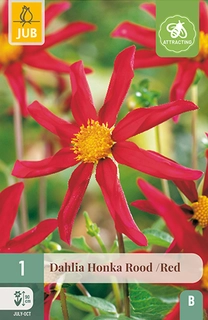 Dahlia Honka Rood 1st