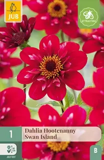 Dahlia Hootenanny-swan Island 1st