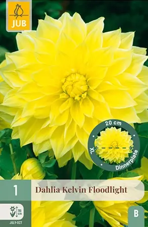 Dahlia Kelvin Floodlight 1st