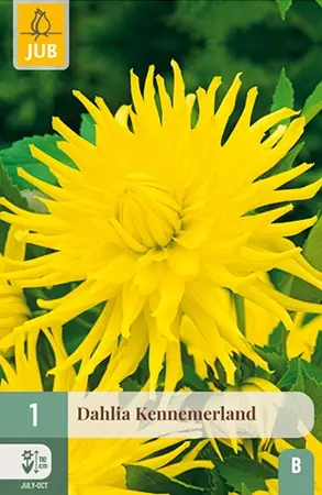 Dahlia Kennemerland 1st