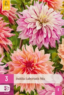 Dahlia Labyrinth Mix 3st