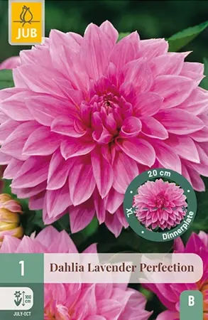 Dahlia Lavender Perfection 1st
