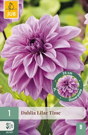 Dahlia Lilac Time 1st