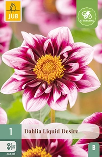 Dahlia Liquid Desire 1st