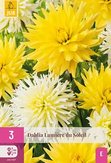 Dahlia Lumiere Du Soleil 3st