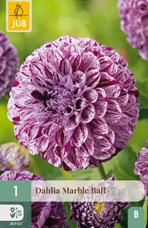 Dahlia Marble Ball 1st