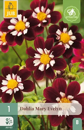 Dahlia Mary Evelyn 1st