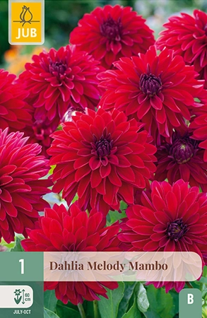 Dahlia Melody Mambo 1st