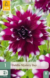 Dahlia Mystery Day 1st