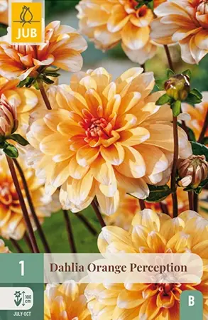 Dahlia Orange Perception 1st
