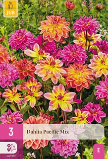 Dahlia Pacific Mix 3st