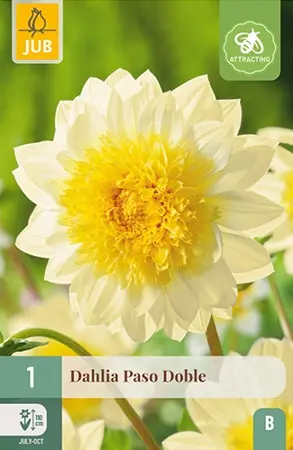 Dahlia Paso Doble 1st