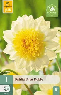 Dahlia Paso Doble 1st