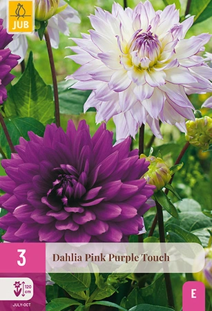 Dahlia Pink Purple Touch 3st