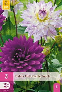 Dahlia Pink Purple Touch 3st