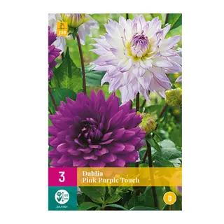 Dahlia Pink Purple Touch 3st