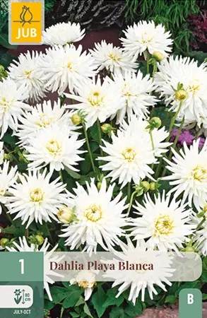 Dahlia Playa Blanca 1st