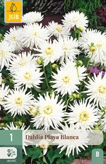 Dahlia Playa Blanca 1st