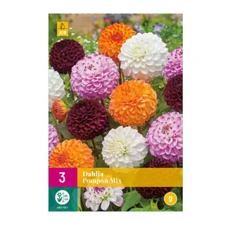 Dahlia Pompon Mix 3st