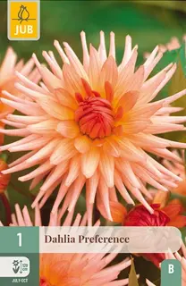 Dahlia Preference 1st