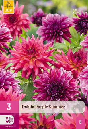 Dahlia Purple Summer 3st
