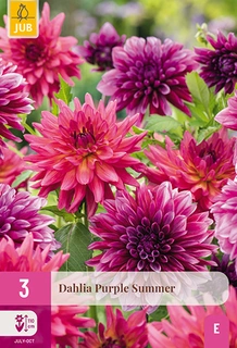 Dahlia Purple Summer 3st