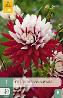 Dahlia Rebeccas World 1st