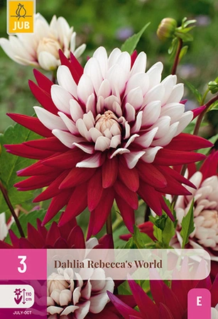 Dahlia Rebeccas World 3st