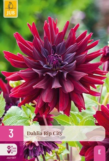 Dahlia Rip City 3st