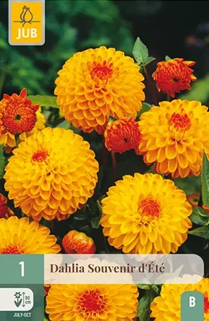 Dahlia Souvenir Dete 1st