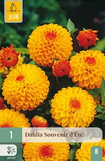 Dahlia Souvenir Dete 1st