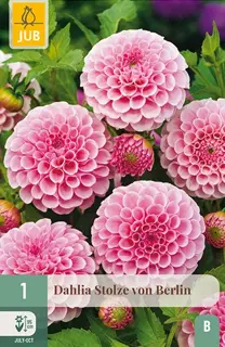 Dahlia Stolze Von Berlin 1st