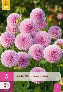 Dahlia Stolze Von Berlin 3st