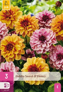 Dahlia Sweet & Honey 3st