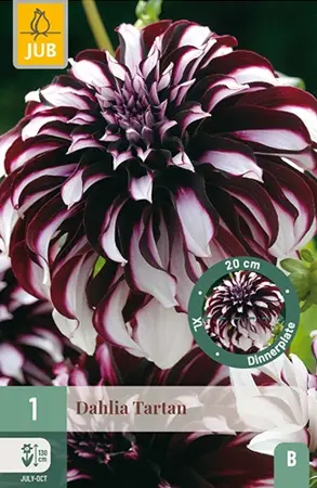 Dahlia Tartan 1st