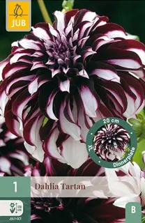 Dahlia Tartan 1st
